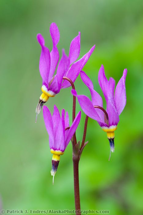 Bright pink blossoms of shooting star, Abercrombie state park, Kodiak Island, Alaska. Shooting Star Flower, Montana Flowers, Alaska Wildflowers, Kodiak Island, California Wildflowers, Wildflower Photo, Flowers Wild, Spring Wildflowers, Spring Blossoms