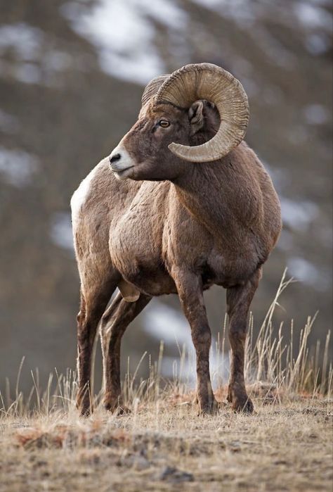 The largest wild sheep in North America. Bighorn Ram, Hero Pose, North American Wildlife, Big Horn Sheep, Bighorn Sheep, Check On Me, Amazing Animal Pictures, Wildlife Artwork, Mountain Goat