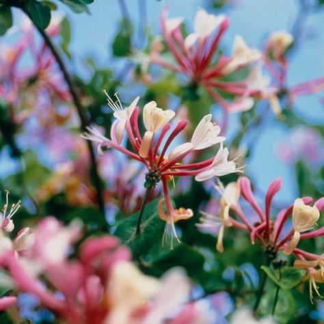 Honeysuckle Plant, Blue Passion Flower, Evergreen Climbers, Honeysuckle Vine, Autumn Clematis, Drought Tolerant Perennials, Climbing Hydrangea, Honeysuckle Flower, British Garden