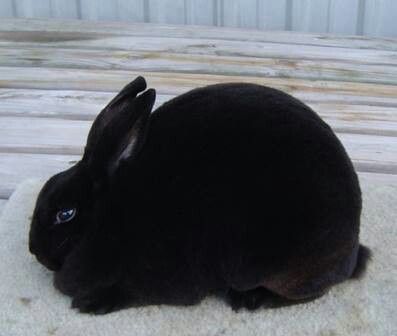 Mini Rex black Sr. Doe Black Rex Rabbit, Red Rex Rabbit, Mini Rex Bunnies, Rex Rabbits, Mini Rex Rabbit, Rex Rabbit, Cute Bunny, Black Mini, Rabbits