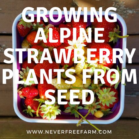 Growing Alpine Strawberry Plants From Seed Growing Strawberry Plants, Alpine Strawberry, Seed Growing, Strawberry Seeds, Alpine Strawberries, Strawberry Seed, Finding A Hobby, Berry Bushes, Growing Strawberries