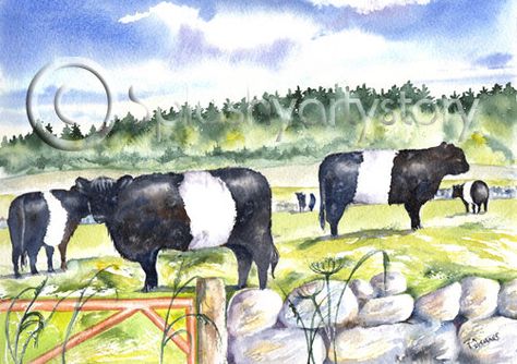 BELTED GALLOWAYS BELTIES Wall  Art Print Of by SPLASHYARTYSTORY Cows In A Field Drawing, Cow Pasture Painting, Belted Galloway Cows Art, Cow In A Field, Field With Cows Painting, Heart Prints, Scottish Landscape, Sense Of Place, Gsm Paper