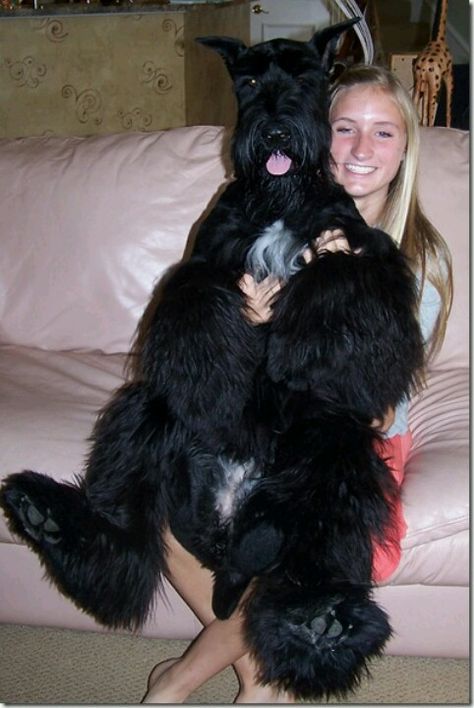 The original lap dog ~!~ lol Mini Schnauzer Puppies, Miniature Schnauzer Puppies, Miniature Schnauzers, Rare Dogs, Giant Schnauzer, Schnauzer Puppy, Schnauzer Dogs, Mini Schnauzer, Lap Dogs