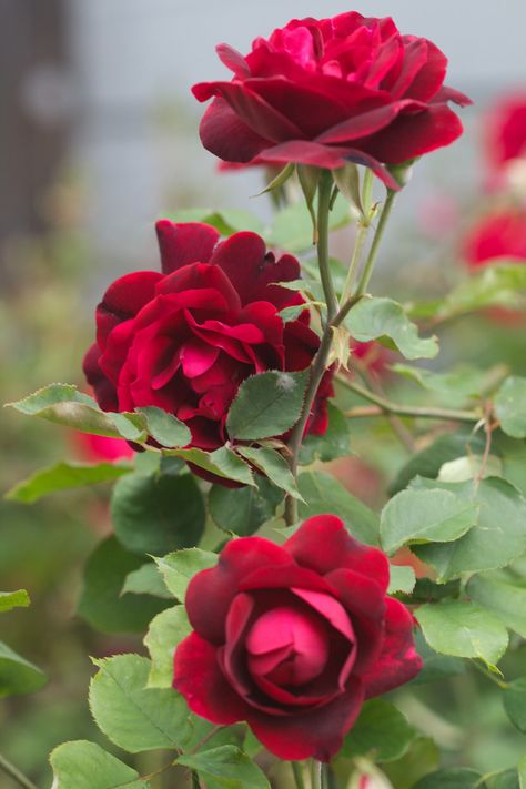 Hybrid Tea Rose, Hybrid Tea Roses, Most Beautiful Flowers, Beautiful Rose Flowers, Tea Roses, Love Rose, All Flowers, Flower Beauty, Beautiful Blooms