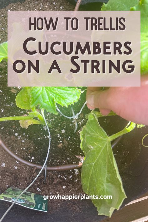 How To Trellis Cucumbers, Trellis Cucumbers, String Trellis, Growing Cucumbers Vertically, Cucumber Seedlings, Trough Garden, Cucumber Trellis Diy, Ladder Trellis, Grow Cucumbers