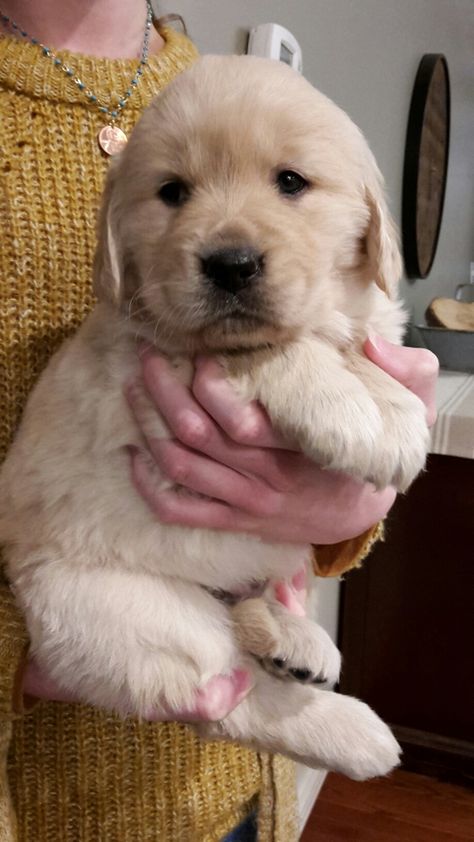 Hytop Goldies AKC registered Golden Retriever puppies Puppy Nursery Decor, Puppy Nursery, Golden Retriever Puppies, Retriever Puppies, Cute Little Puppies, Baby Animals Funny, Golden Retriever Puppy, Puppies Funny