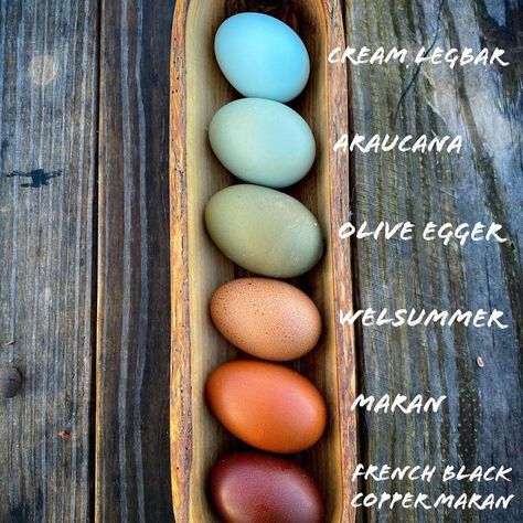 Dennita 1787 Virginia Farm on Instagram: “Do you ever wonder which chickens lay those pretty #rainboweggs? We are adding hues of gray, mauve, and purple blooms next year. I’ll…” Colored Egg Layers, Farm Eggs Aesthetic, Rainbow Chicken Eggs, Colorful Chicken Eggs, Colored Eggs Chickens, Chickens And Egg Colors, Chicken Eggs Colors, Egg Colors By Breed, Chicken Breeds And Egg Color