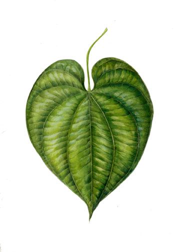 Leaf art with gouache Plant Leaves Drawing, Heart Shaped Leaf, Watercolor Leaf, Pencil Drawings For Beginners, Buddha Artwork, Heart Leaf, Water Color Pencil, Leaves Illustration, Leaf Illustration