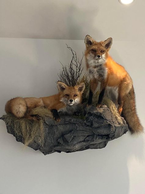 Raccoon Taxidermy Mount, Bone Taxidermy, Hunting Mounts, Fox Taxidermy, Taxidermy Fox, Fox Pups, Taxidermy Decor, Animal Taxidermy, Taxidermy Display