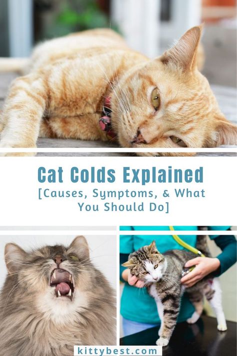 A cold is one of the most common illnesses for these lovely pets. Their symptoms look a lot like a human cold. They sneeze, become cranky, and usually just want to hide under a blanket. A mild cat cold usually heals on its own. Occasionally, a cat cold could progress and affect your cat’s health. How can you help your cat get well? And at which point do you need to see the vet? Here’s everything you need to know about colds and cats: the signs, causes, and best home remedies. Cat Sneezing Remedies, Cat Knowledge, Cat Remedies, Sick Kitten, Cat Sneezing, Cat Cold, Cat Medicine, Pet Remedies, Cat Health Problems