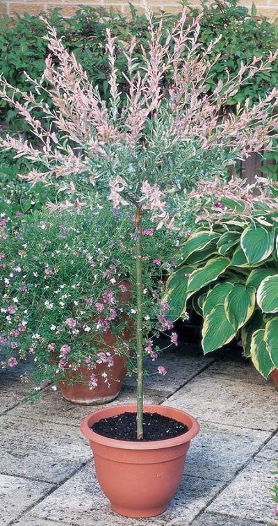 Salix Flamingo Tree, Flamingo Willow, Flamingo Tree, Hakuro Nishiki, Salix Integra, Japanese Garden Plants, Golden Rain Tree, Landscaping Along Fence, Tree In Pot