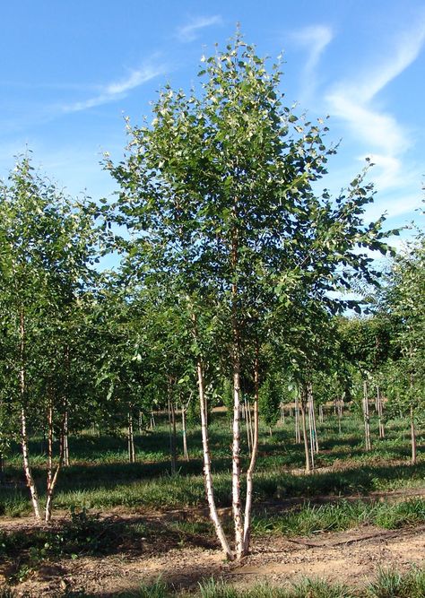 multi stem birch Trees For Small Yards, Small Landscape Trees, Trees For Garden, River Birch Trees, Trees For Landscaping, Betula Nigra, Home Front Yard, Birch Trees Landscaping, Soft Landscape