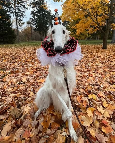 Muzzled Dog Aesthetic, Borzoi Dog Funny, Funny Borzoi, Borzoi Cute, Animals In Costumes, Borzoi Fursona, Long Face Dog, Funny Pics Of Dogs, Pics Of Dogs