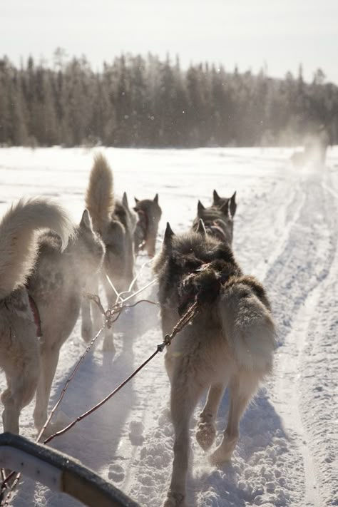 Ylläs Finland, Husky Sledding, Husky Sled, Huskies Sled, Sled Ride, Nordic Winter, Sled Dogs, Lapland Finland, Sled Dog