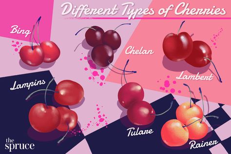 What types of sweet cherries taste the best? (Hint: They're all delicious.) Explore the look, taste, and timing of this favorite summer fruit. Types Of Cherries, Bing Cherries, Frozen Cherries, Sour Cherry, Fresh Cherries, Cherry Flavor, Baking And Pastry, Sweet Cherries, Flavor Profiles