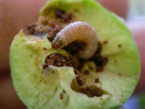 Worm In Apple, Garden Pests Control, Codling Moth, Raised Bed Gardens, The Pest, Nature Studies, Plant Pests, Plant Diseases, Food Forest