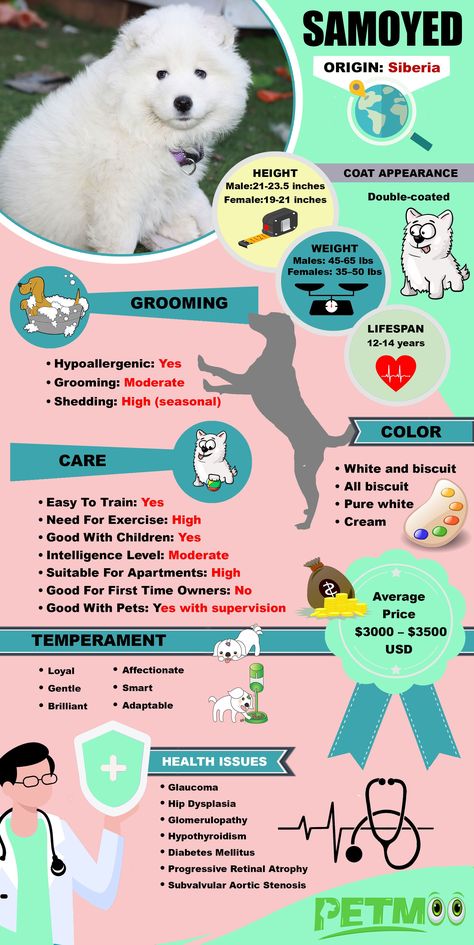 Samoyed Grooming, Top Dog Names, White Fluffy Coat, Dog Raw Diet, Boarding Kennels, Dog Infographic, Friendly Dog Breeds, Hound Dog Breeds, Samoyed Dog