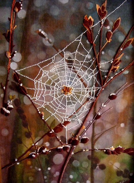 enchanted forest Foto Macro, Spider Silk, Spider Art, Photographie Portrait Inspiration, Airbrush Art, French Knots, Water Droplets, Needle Art, Samhain