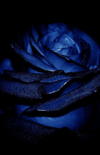 Blue Roses Wallpaper, Blue Aesthetic Dark, Ravenclaw Aesthetic, Dark Blue Wallpaper, Blue Roses, Rose Wallpaper, Aesthetic Colors, Feeling Blue, Love Blue