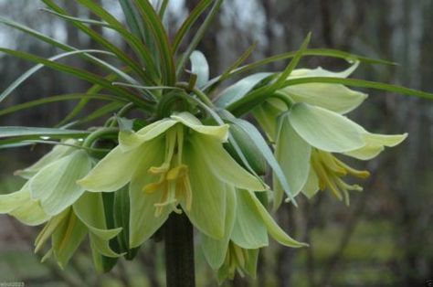 Fritillaria raddeana (10 SEEDS) A rare and unusual fritillaria Flowering Plants, Rich Green, Garden Seeds, Turks And Caicos Islands, Trinidad And Tobago, Yellow Flowers, Green Leaves, Planting Flowers, Seeds