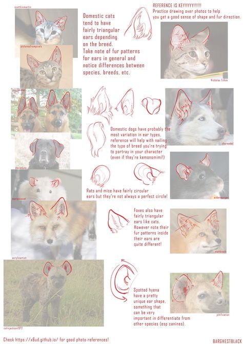 Hard Drawings, Drawing Study, Cat Drawing Tutorial, Cat Anatomy, Fox Drawing, Animal Study, Animal Drawing, My Animal, Poses References