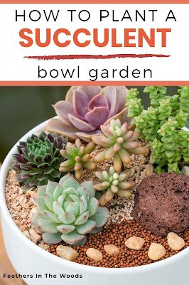 How to plant an indoor succulent garden in a bowl. Tutorial for succulent terrariums. Succulent Bowls Indoor, Indoor Succulent Ideas, Succulent Garden Pot, How To Make A Succulent Garden, How To Make A Succulent Bowl, How To Plant Succulents In Containers, Planting Succulents In Containers, How To Plant Succulents, Plant Succulents In Containers