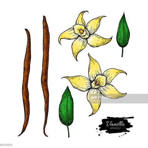 stock illustration : Vanilla flower and bean stick vector drawing set. Hand drawn sketch food Vanilla Drawing, Vanilla Flower, Vanilla Plant, Food Prints, Stick Drawings, Food Stock, Board Designs, Watercolor Christmas Cards, Plant Drawing