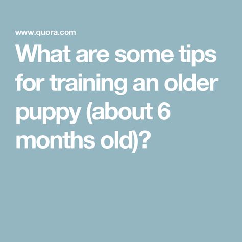 What are some tips for training an older puppy (about 6 months old)? 6 Month Old Puppy, Pitbull Mix Puppies, Crate Training Puppy, Cavalier Puppy, Puppy Training Tips, Crate Training, Get It Done, 6 Month Olds, Obedience Training