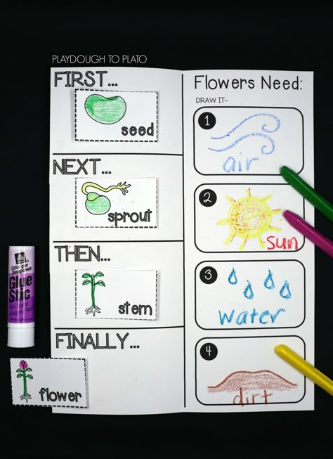 11 Plant Life Cycle Activities - Playdough To Plato Plants Lesson Plans, Plants Life Cycle Activities, Life Cycles Kindergarten, Life Cycles Preschool, Flower Life Cycle, Plants Kindergarten, Plant Lessons, Life Cycle Craft, Life Cycles Activities