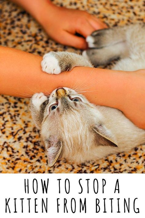 How To Train A Kitten Cat Behavior, Training Kittens, Kitten Behavior, Kitten Tips, Kitten Biting, Training A Kitten, Cats Health, Raising Kittens, Cat Behaviour