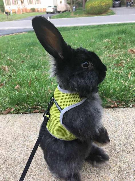 "Sister-in-law has a new bunny." - Imgur Bunny Leash, Pet Bunny House, Pet Bunny Rabbits, Cute Bunny Pictures, Black Rabbit, Bunny Bunny, Big Ears, Pet Bunny