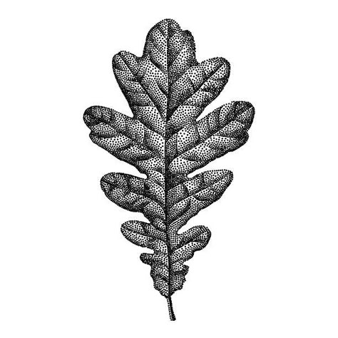 Oak Tree Illustration, Oak Leaf Tattoos, Oak Tree Leaves, Oak Tree Drawings, Tree Graphic Design, Leaves Illustration, Leaf Illustration, Hand Drawn Vector Illustrations, Antique Images