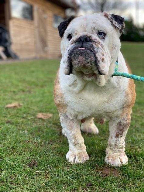 Rescue Dog | Bulldog: English | Marley | Dogs Trust Rehome Dog, Dog Bulldog, Largest Dog, Cosy Bed, Dogs Trust, Rescue Dog, Foster Home, Foster Care, Rescue Dogs