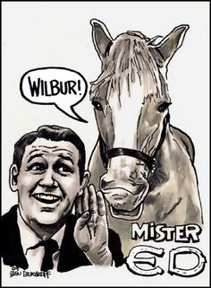 Mister Ed (palomino) and Alan Young, the final publicity photo before "Mister… Mr Ed, Mister Ed, Alan Young, The Mister, Hallmark Movie, Old Tv Shows, Shetland Sheepdog, Animal Projects, Tv Guide