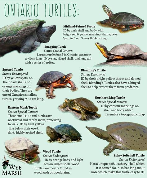 Spotted Turtle, Turtle Facts, Tmnt Girls, Turtle Drawing, Snapping Turtle, Turtle Painting, Frog And Toad, Lizards, Toad