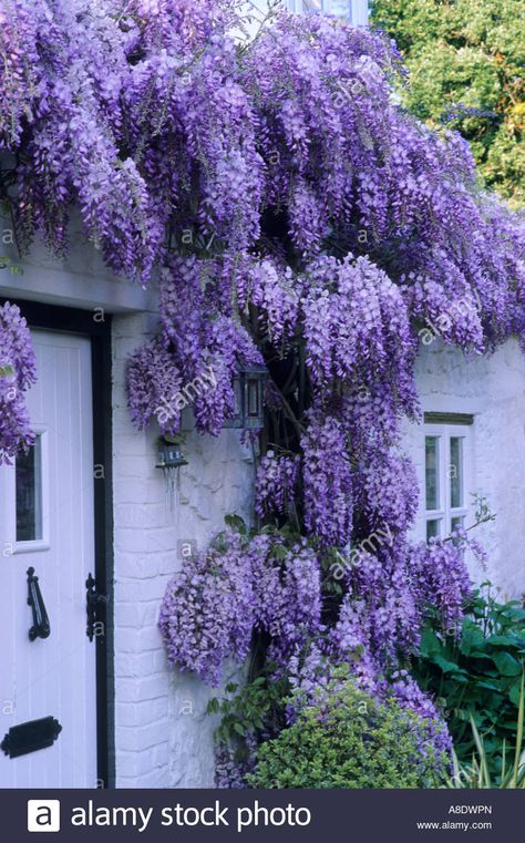 Download this stock image: White Cottage front with purple Wisteria, climbing plant, flower, door, window, garden plant gardens wisterias - A8DWPN from Alamy's library of millions of high resolution stock photos, illustrations and vectors. Cottage Front Garden, Wisteria Plant, Flower Door, Window Garden, Wisteria Tree, Purple Wisteria, Climbing Flowers, Front Gardens, Clematis Flower