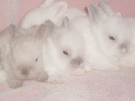 Rabbits, Pink, White