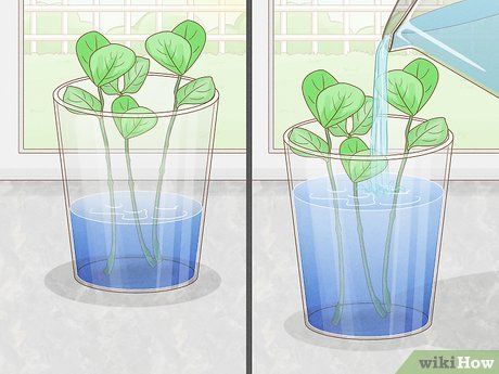 Plants Grown In Water, Fancy Water, Relationship Quizzes, Growing Mint, Growing Onions, Onion Bulbs, Growing Bulbs, Mint Plants, Missouri Botanical Garden