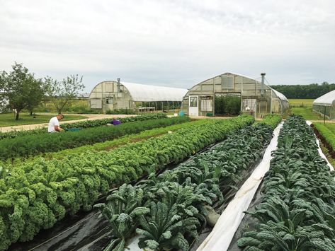 Kale Garden, Planting Techniques, Veggies Garden, Vegetable Farm, Micro Farm, Smart Farm, Fairytale Garden, Veg Patch, Farm Land