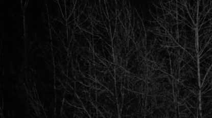 I love this... it has a certain creepy simplicity Creepy Core Gif, Creepy Banner, Forest Gif, Scary Woods, Creepy Woods, Gif Banners, Frame Animation, Horror Classics, Creepy Core