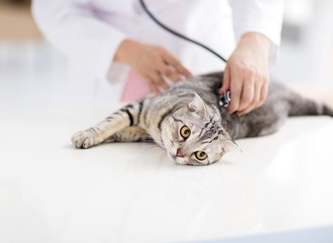 Does MARS Petcare Actually Care About Your Cat? Med Doctor, Large Cat Breeds, Cat Health Problems, Sick Cat, Vet Med, Healthy Cat, British Shorthair Cats, Outdoor Cats, Cat Facts