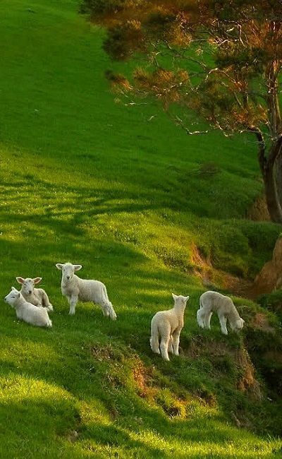 The Calming Effect of A Holy Pasture | This Journey Called Life Regnul Animal, Spring Lambs, Söt Katt, Beltane, The Grass, Nature Aesthetic, 귀여운 동물, Country Life, The Farm