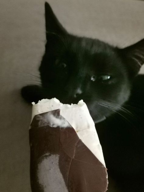 Just a cat eating ice cream :) Cat Eating Ice Cream, Cat Eating, Eating Ice, Eating Ice Cream, A Cat, Black Cat, Ice Cream, Cream, Memes