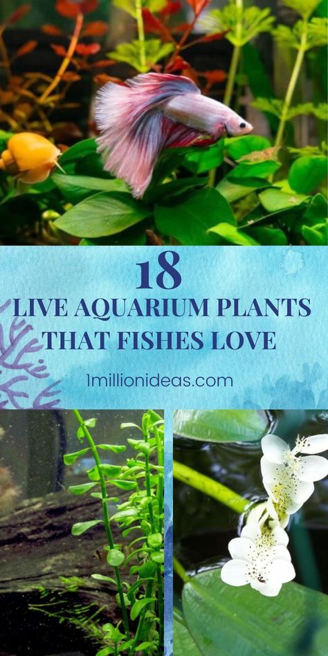 For the simple reason, live aquarium plants help create an environment more similar to the natural habitat of ornamental fish and make your water features more attractive. They also help adjust the water hardness and pH, increase the dissolved oxygen in the water, and maintain the relative health of the fish. Live Aquarium Plants, Plant Help, Live Aquarium, Plants To Grow, Aquarium Plants, Small Leaf, Planted Aquarium, The Fish, Ponds