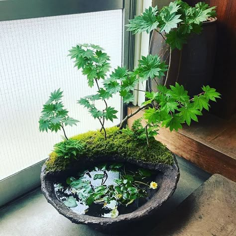 Indoor Water Garden, Small Pond, Garden For Beginners, Terrarium Ideas, Mini Gardens, Moss Garden, Garden Terrarium, Water Gardens, Terrarium Plants