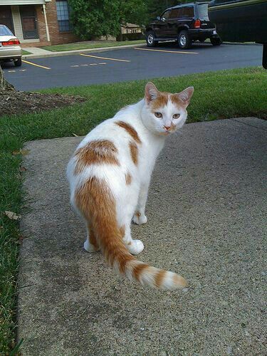 Orange And White Cat, Spotted Cat, Neko Atsume, Cat Health Care, Wet Cat, Dry Cat Food, Wet Cat Food, Cat Behavior, Ginger Cats