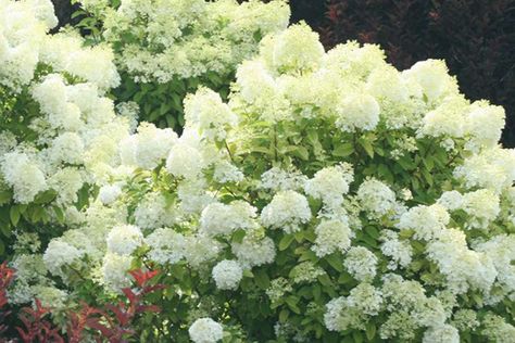 Plant Profile: Bobo® Hydrangea from Proven Winners | Canada Blooms Bobo Hydrangea, Hardy Hydrangea, Rose Fertilizer, Flower Structure, Landscaping Trees, Panicle Hydrangea, Hydrangea Bloom, Hydrangea Paniculata, Hydrangea Not Blooming