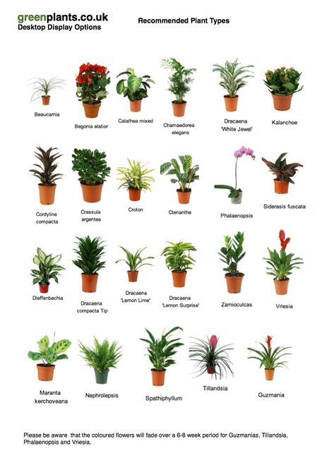 Common desktop office plants Small Desk Plants, Plants No Light, Plant For Office Desk, Office Desk Plants, Office Greenery, Desktop Plants, Best Desk Plants, Windowless Office, Guidance Office