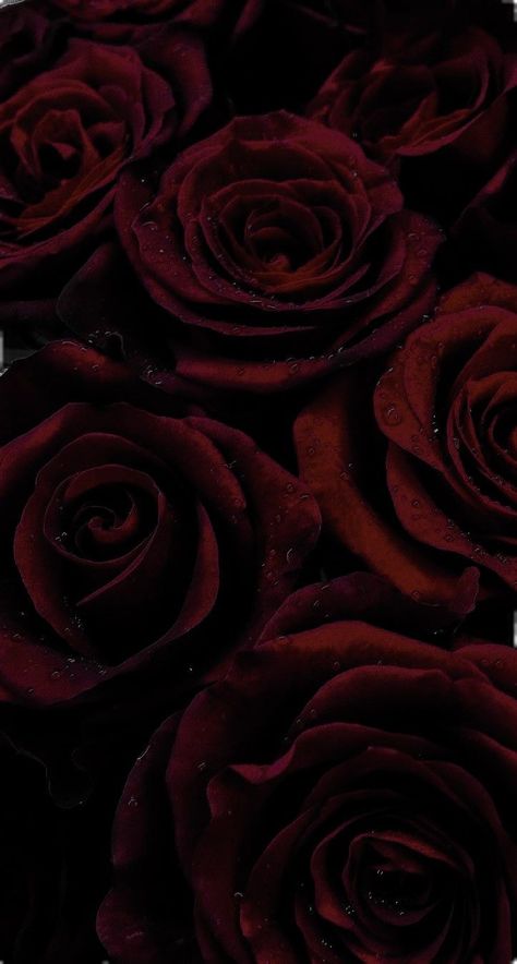 Black Red Wallpaper Iphone, Wallpaper Iphone Elegant, Burgundy Wallpaper Iphone, Elegant Wallpaper Iphone, Black Baccara Roses, Cherry Vibes, Burgundy Wallpaper, Burgundy Aesthetic, Wilted Rose