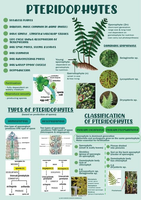 Tlm For Biology, Plant Diversity Notes, Plant Kingdom Mind Map, Plant Kingdom Notes Neet, Pteridophyta Notes, Plant Kingdom Notes Class 11 Neet, Kingdom Plantae Notes, Plant Kingdom Notes Class 11, Plant Kingdom Notes